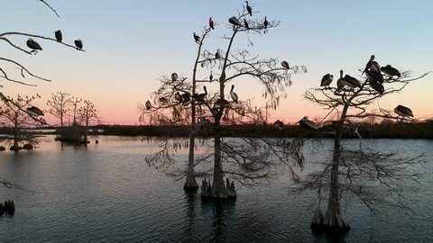 Reverse crane shot of wild birds in barren trees on small lake in front of a stunningly beautiful sunset deep in the Louisiana bayou