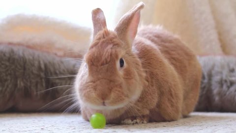 Adorable rufus bunny rabbit eating a grape, looks funny and cute, soft natural setting