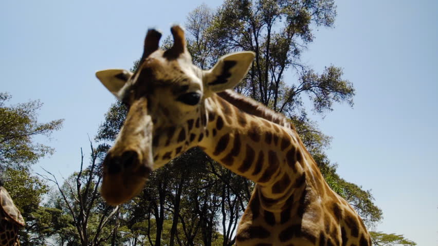 Giraffe looks directly into camera Royalty-Free Stock Footage #1022838901