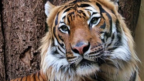 Portrait of the Tiger malayan, tigris panthera jacksoni
