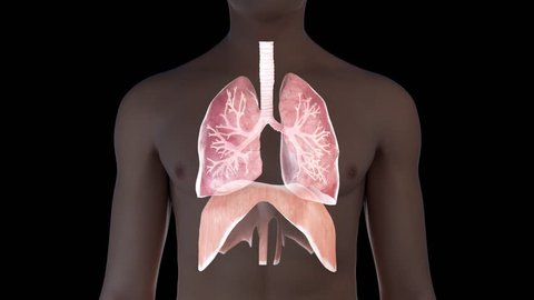 3d animation of a breathing man - visible lung and diaphragm