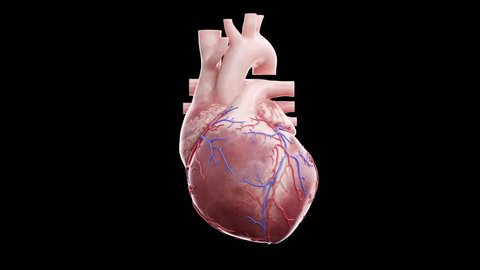 3d animation of a beating human heart