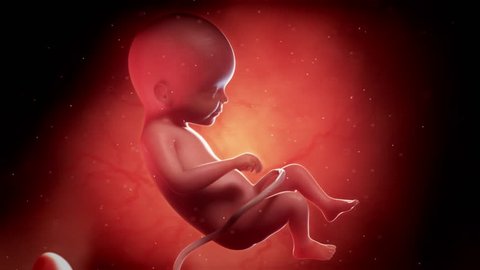 3d animation of a human fetus week 22