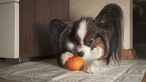 Papillon dog trying to peel tangerine peel stock footage video