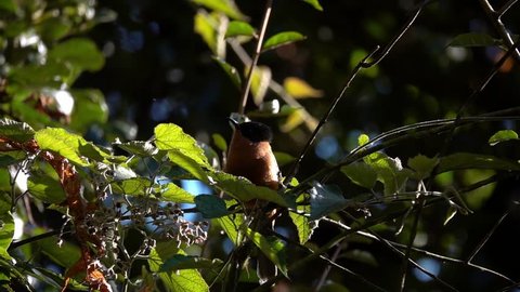 Rufous Sibia (Heterophasia capistrata) Bird in Nature