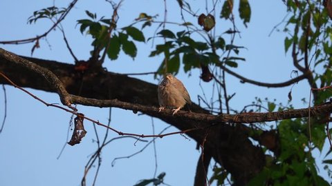 Yellow-billed Babbler (Turdoides affinis) in Nature