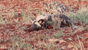 An African wilddog, Lycaon? pictus lays down in winter on the red soil of the zimanga game reserve in Kwa Zulu Natal in south africa