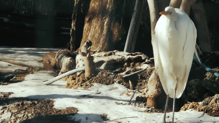 great white heron stands on the snow (egretta alba)