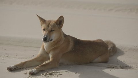 A close up encounter with a Dingo on the Beach on Fraser Island, Australia off the coast of Queensland