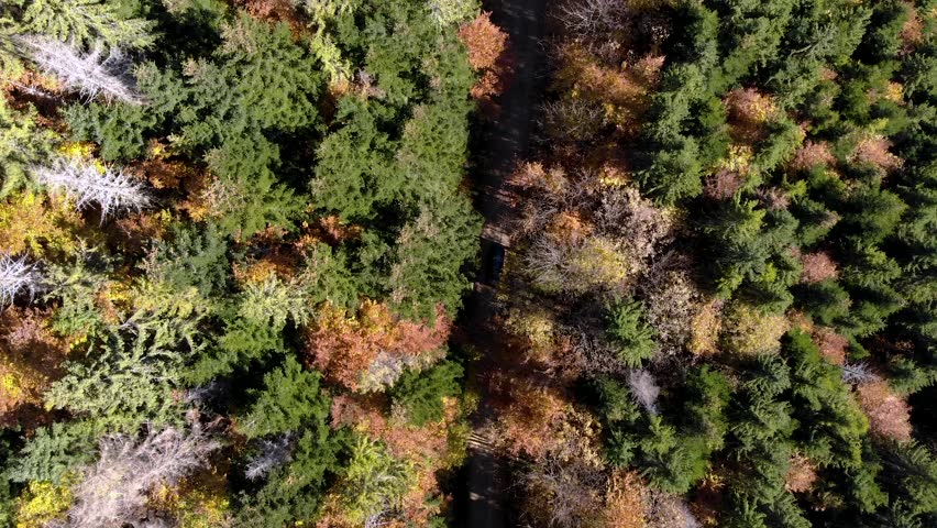 Autumn Forest With Road. Car Riding Between Trees Top View. Vehicle Driving On Highway In Nature