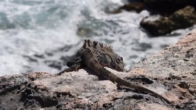 On the territory of Mexico live a lot of iguanas. They are not afraid of people and we were able to come close to make a beautiful video