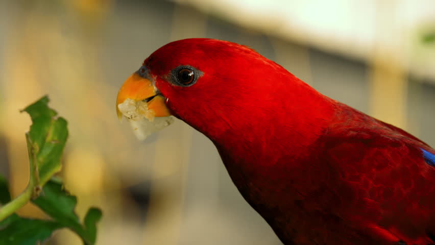 Close-up of red beautiful Chattering Lory parrot sitting on the tree and eating fruit