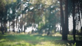 Soap bubbles in the air in the sunny garden with magic cinematic swirl bokeh. Childhood memories and dreams - Powered by Shutterstock - Get 15% off with code: PIKWIZARD15