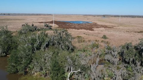 Overhead shot of swamp and marshlands with tall grass, Spanish moss and barren trees deep in the Louisiana bayou with clear blue sky