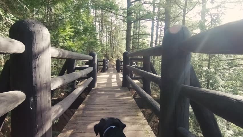 Point of view, slow motion shot dropped from 120fps to 30fps of dog walking on hiking trail bridge.