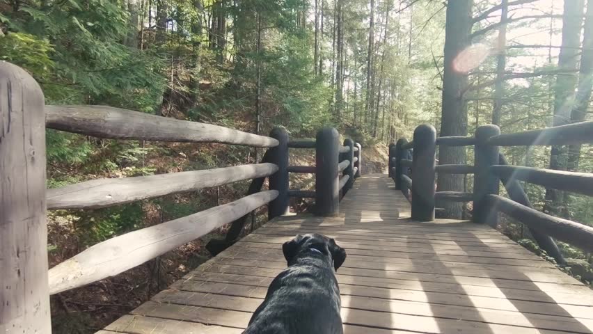 Close up shot of dog’s point of view (POV) walking on hiking trail bridge in 120 frames per second (120 fps).