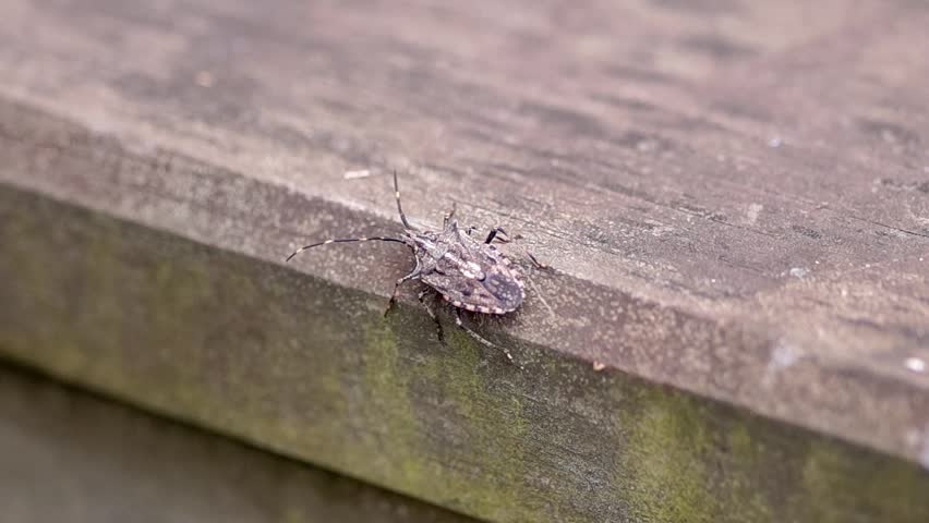 Video shot of bug crawling on wall edge