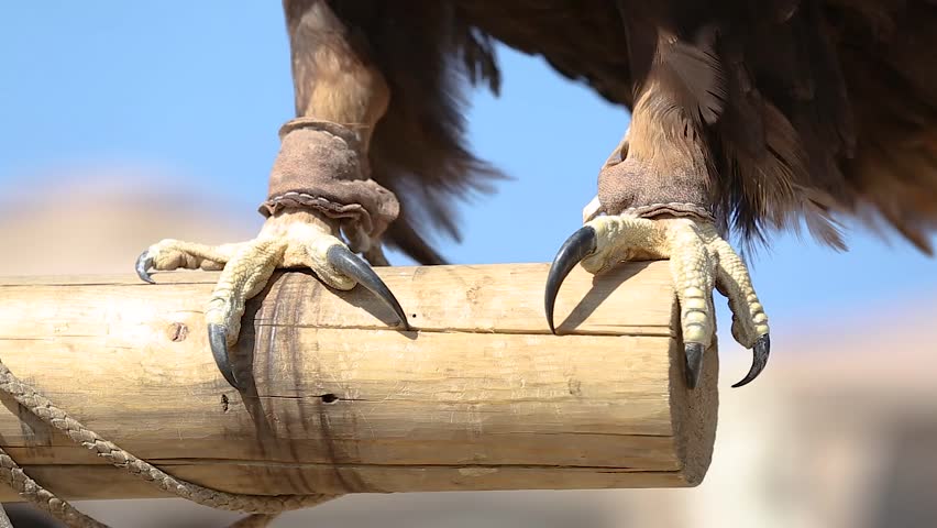 steppe golden eagle