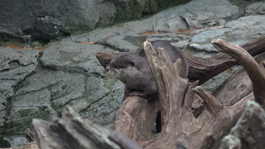 Asian small-clawed otter (Amblonyx cinerea) rubs  themselves against a log.