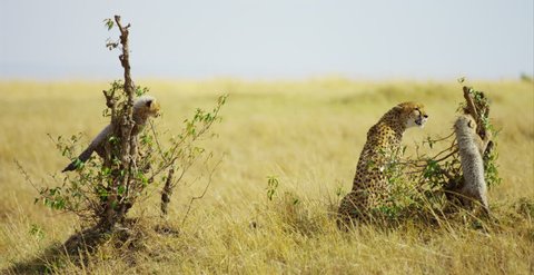Masai Mara, Kenya - October, 2016: Cheetah and cubs in the savanna