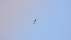Three Himalayan griffon soaring side by side in clear blue sky with fully wingspan in the morning light,HD slow motion .
Huge vulture in flight,low angle view.