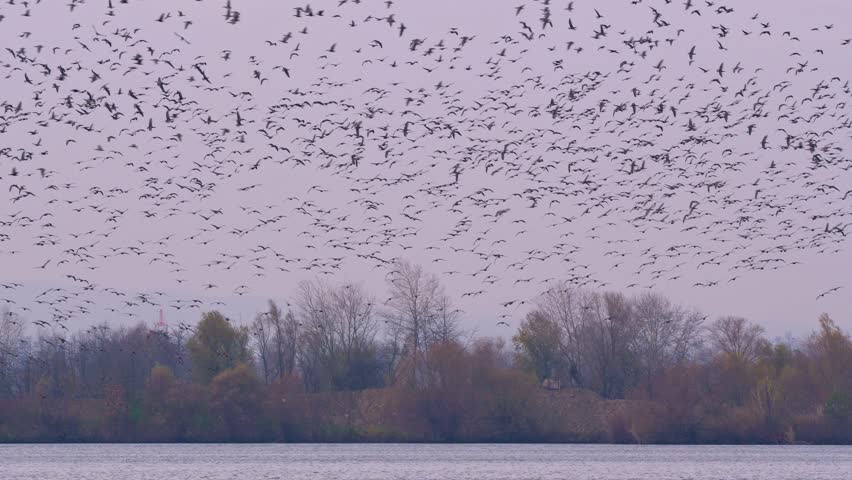 Flock of greater white-fronted geese (Anser albifrons) flying over lake