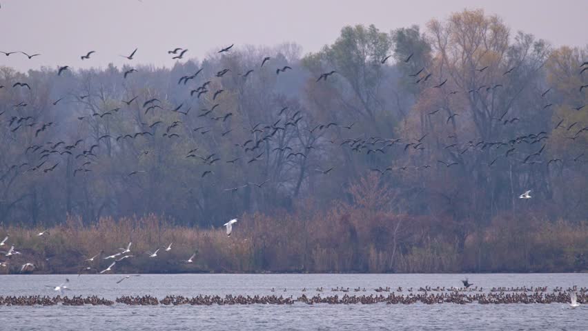 Flock of greater white-fronted geese (Anser albifrons) flying over lake