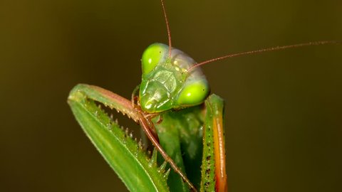 European praying mantis (Mantis religiosa) cleaning itself