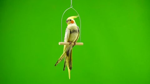 Corella parrot isolated on green screen