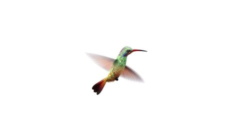 Humming Bird Beautiful 3d Animation Stock Footage Video (100% Royalty-free)  1022920018 | Shutterstock