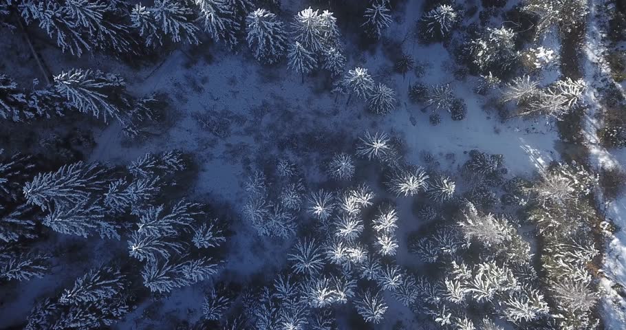 NATURE BACKGROUND 4K Aerial top down view flight over birch trees covered with snow in forest in winter. Tree tops catching last rays of sunlight in the valley of the Alps. | Shutterstock HD Video #1022937628