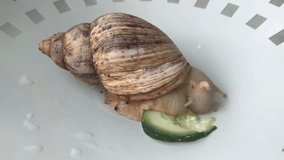 the snail eats a cucumber, time lapse