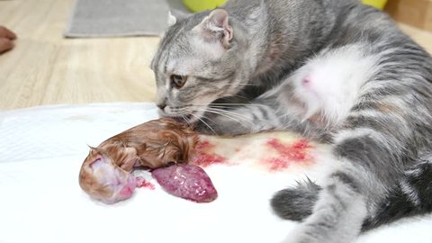 Mother cat pregnant give birth and new born baby kittens