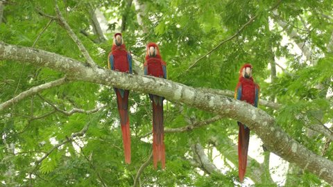 Extended sequence of 3 large parrot birds sitting on the same branch