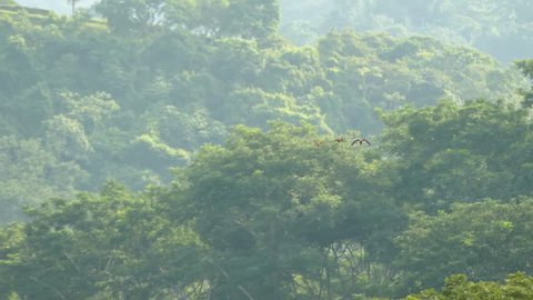 Three Scarlet Macaw parrots flying towards viewer on jungle background