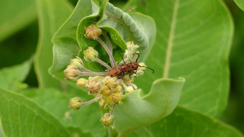 Bug atop one other are mating while moving slowly among a flowery plant