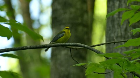 Small yellow bird during spring migration makes distinctive call sound