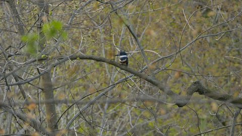 Belted kingfisher perched on branch in hatching woodlands during spring