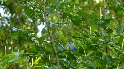Colorful tiny blue bird of Central America perched in natural tree