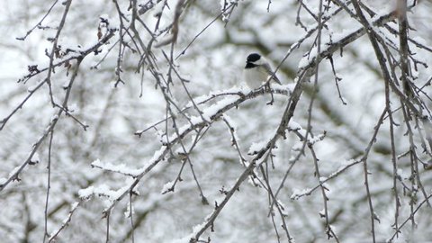 Chickadee flying up and away in North America during winter with snow