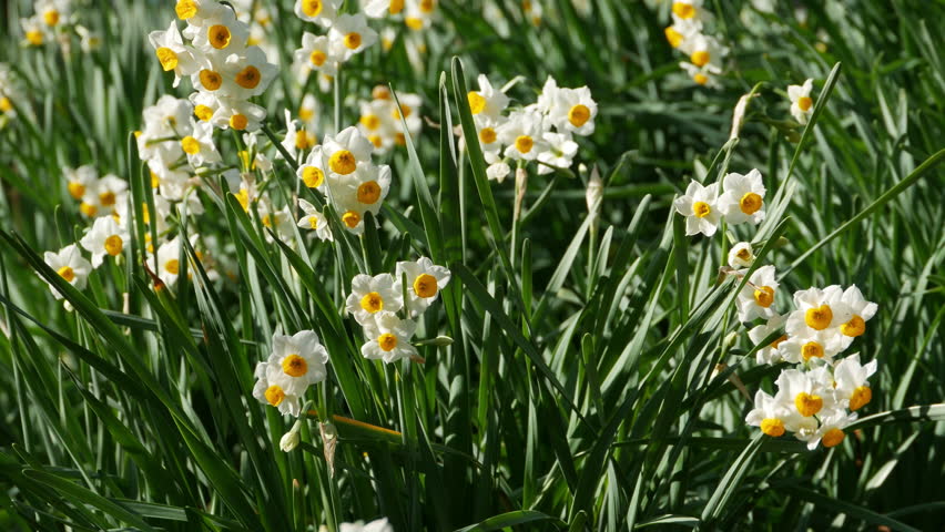 Daffodil Narcissus Tazetta Var Stock Footage Video 100 Royalty Free 1022957941 Shutterstock