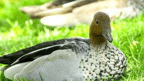 Extreme macro video of australian wood duck on grass