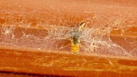 Close up video of wasp trapped in spider web