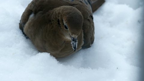 American mourning doves zenaida macroura or rain dove foraging in fresh snow.