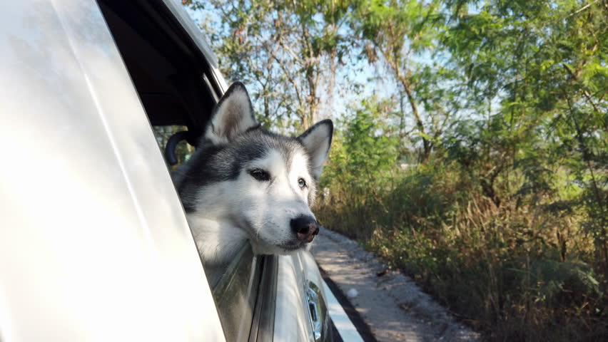 Happy adorable siberian husky dog sitting by the widow in the car and sticking her head out and looking at beautiful nature outside with sunlight shining in summer. Travel vacation with pet concept