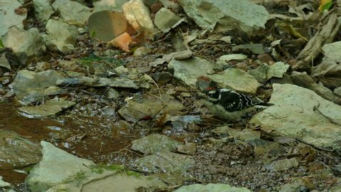 Hairy woodpecker drinking water from very small source because it's all he needs