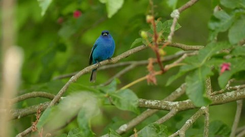 Striking blue indigo bunting singing in the wild in North American forest