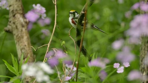 Beautiful chestnut sided warbler bird signing in summer over purple flowers