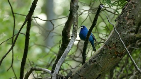 Signing indigo bunting vocalizing bird in wild woodland forest of Canada