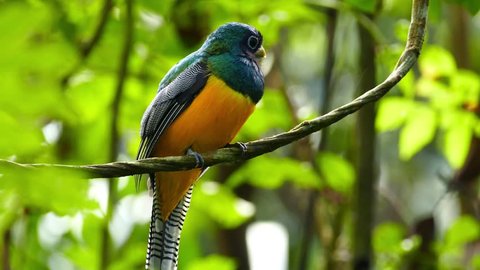 Stunning colorful bird in Panama jungle flies away after resting